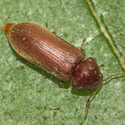 Oligomerus ptilinoides